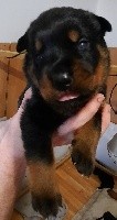 CHIOT GRIS